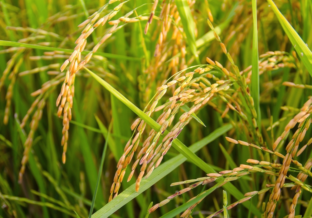 Home Rice